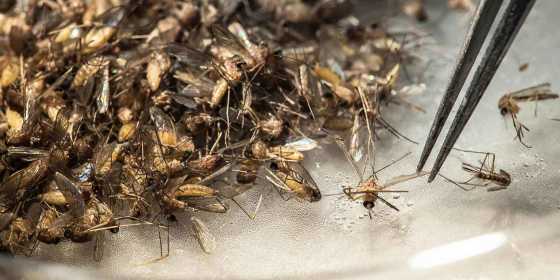 Mosquito-Borne Illness Rarely Seen in U.S. Is Suspected on Long Island