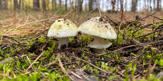 Another California Resident Dies of Death Cap Mushroom Poisoning