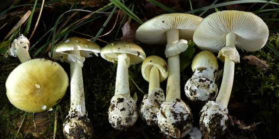 3 Deaths, Dozens of Illnesses Linked to California Poisonous Mushroom Outbreak: Officials
