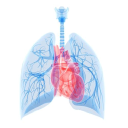 ‘Mini Lungs’ May Help Determine Which Therapies Best Suit Patients with IPF